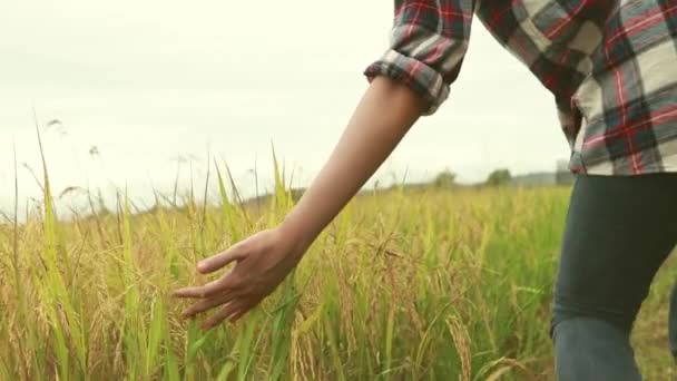 Cowboy Kalapot Viselő Fiatal Női Farmer Megvizsgálja Kielégítően Növekvő Kukoricatermést — Stock videók