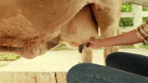 农民女工农业综合企业和奶牛经营者坐下来挤奶 为家族企业生产奶牛奶 — 图库视频影像
