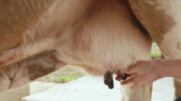 农场主 年轻妇女 农业工人和奶牛饲养者正在挤奶 以便为家族企业生产奶牛奶 — 图库视频影像