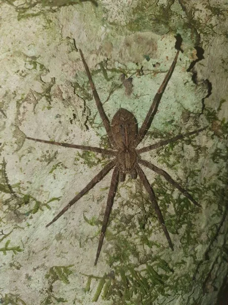Brazilian Wandering Spider Phoneutria Keyserlingi Ctenidae Close Photo — Stock Photo, Image