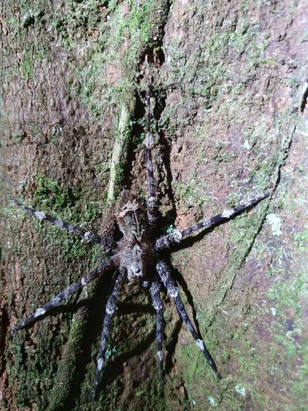 Tropical Wolf Spider Ctenus Ctenidae Close Photo — Fotografia de Stock
