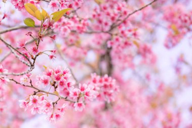 Vahşi Himalaya kirazının güzel pembe çiçek arka planında kışın açan bazı pembe yapraklar vardır ve dağlık bölgede soğuk havada yetişen bir bitkidir.