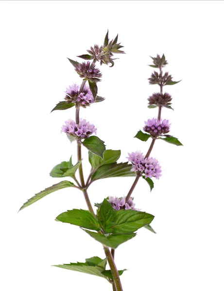 Pepparmynta blommor isolerad på vit bakgrund. En myntgren. Örtmedicin. — Stockfoto