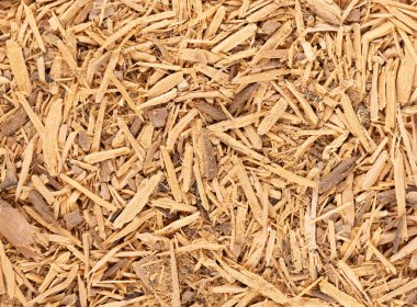 Muira Puama bitki çayı geçmişi. Doğal iktidar ağacı, şifalı bitki, kuru çay. Ptychopetalum olakoidler. Üst görünüm.