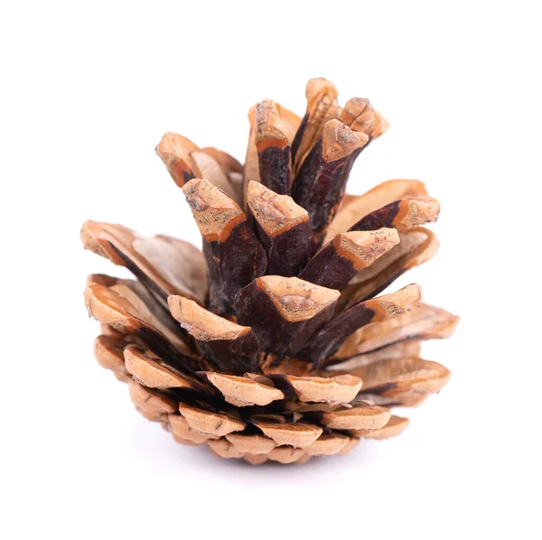 Beyaz arka plan üzerinde izole kuru çam kozalağı.