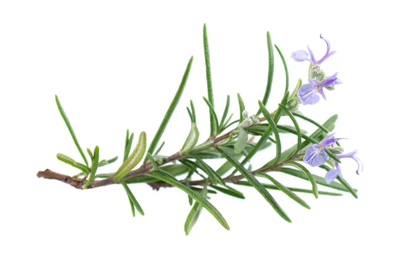 Beyaz arka planda izole edilmiş çiçekli biberiye. Taze biberiye dalı