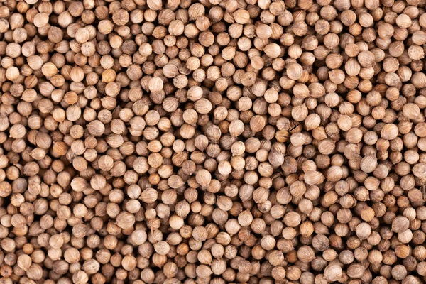 Koriander frön bakgrund. Cilantro-korn. Ekologisk krydda. Ovanifrån. — Stockfoto