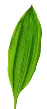 Vadi yaprağının zambağı beyaz arka planda izole edilmiş. Konvallarya çiçekleri