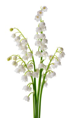 Vadideki zambak beyaz arka planda izole edilmiş. Konvallarya çiçekleri