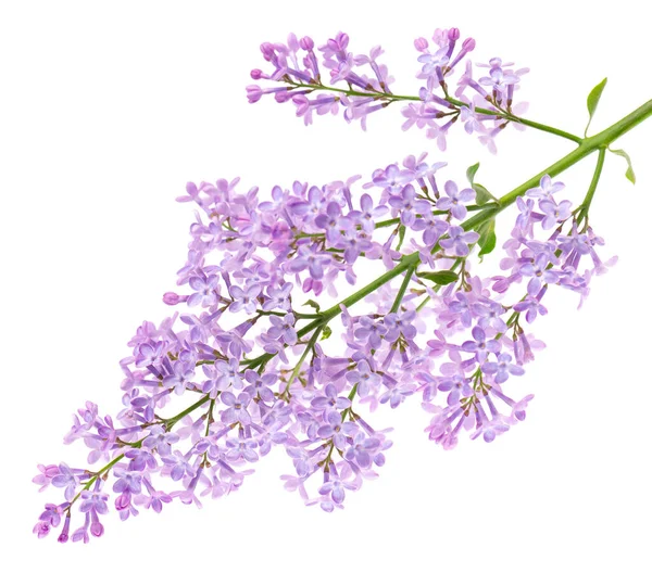 Lilac Blommor Isolerad Vit Bakgrund Klippväg Syringa Vulgaris Blomma — Stockfoto