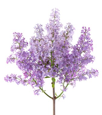 Beyaz arka planda yalıtılmış leylak çiçekleri. Kesme yolu. Şırınga kabak çiçeği.