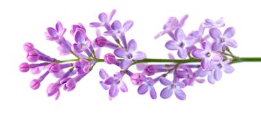 Beyaz arka planda yalıtılmış leylak çiçekleri. Kesme yolu. Şırınga kabak çiçeği.