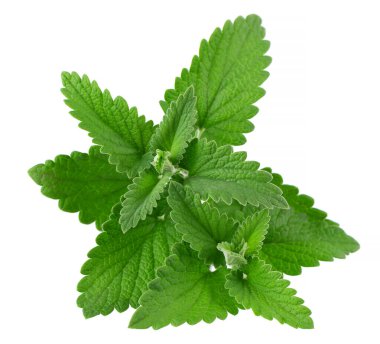 Beyaz arka planda limon merhemi izole edilmiş. Kesme yolu. Melissa bitki. Taze yeşil yaprak nane