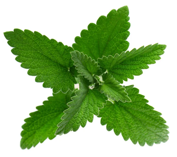 Lemon Balm Isolated White Background Clipping Path Melissa Plant Fresh — Stok Foto