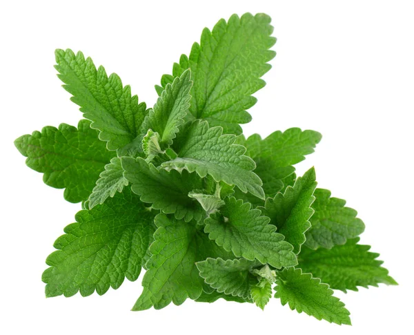 Lemon Balm Isolated White Background Clipping Path Melissa Plant Fresh — Foto Stock