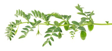 Yeşil nohut dalı beyaz arkaplanda izole edilmiş. Nohut çiçekleri yalıtılmış