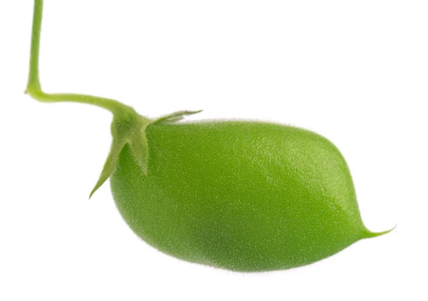 白色背景下孤立的绿色鹰嘴豆荚 — 图库照片