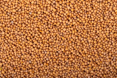 Beyaz arka planda izole hardal tohumları. Kuru hardal taneleri. Üst görünüm