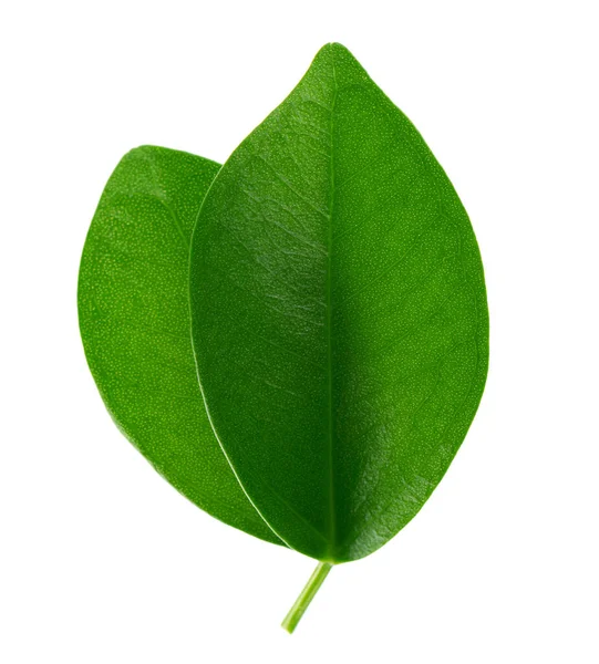 Зеленые Листья Белом Фоне Вид Сверху — стоковое фото