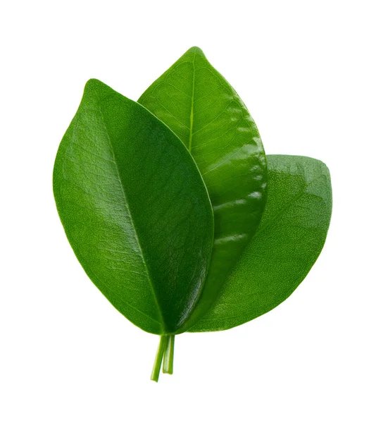 Mokré Zelené Listy Izolované Bílém Pozadí Horní Pohled — Stock fotografie