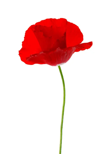 Червона Макова Квітка Ізольована Білому Тлі — стокове фото