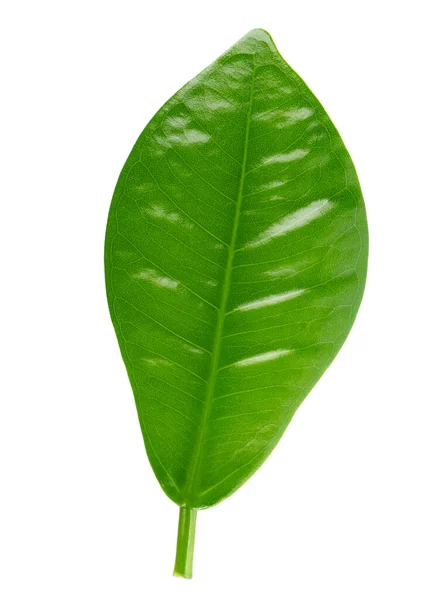 Πράσινο Φύλλο Απομονωμένο Λευκό Φόντο Άνω Όψη — Φωτογραφία Αρχείου