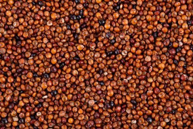 Kenevir taneleri arka planda. Qaniwa, qanawa, qanawi veya kaniwa tohumları. Chenopodium pallidicaule 'un kuru taneleri. Üst görünüm