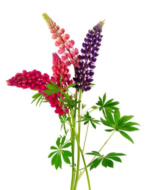Lupine çiçekleri beyaz arka planda izole edilmiş. Renkli lupinus buketi