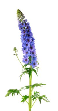 Beyaz arka planda izole edilmiş Delphinium çiçeği. Mor Delphinium elatum
