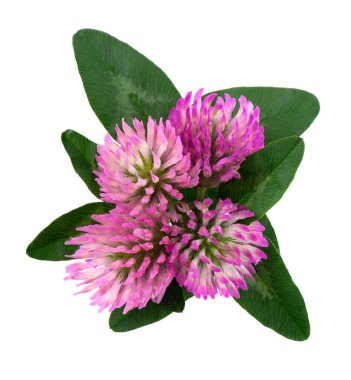 Yeşil yapraklı yonca çiçekleri, beyaz arka planda izole edilmiş. Bir buket kırmızı yonca çiçeği