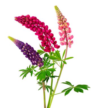 Lupine çiçekleri beyaz arka planda izole edilmiş. Renkli lupinus buketi