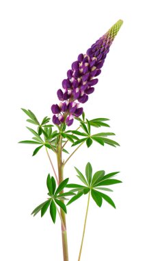 Lupine çiçeği beyaz arka planda izole edilmiş. Mor lupinus.