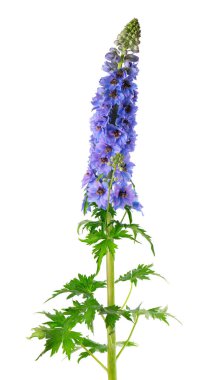 Beyaz arka planda izole edilmiş Delphinium çiçeği. Mor Delphinium elatum