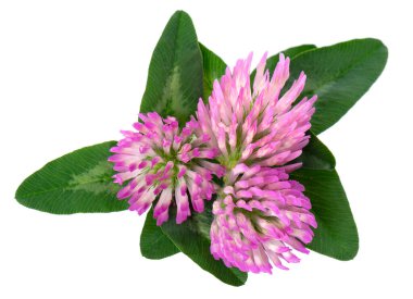 Yeşil yapraklı yonca çiçekleri, beyaz arka planda izole edilmiş. Bir buket kırmızı yonca çiçeği