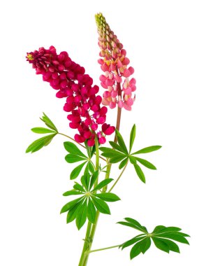 Lupine çiçekleri beyaz arka planda izole edilmiş. İki pembe lupinus.