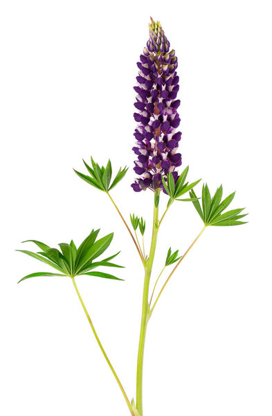 Lupine flower isolated on white background. Purple lupinus
