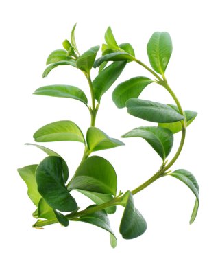 Boxwood şubesi beyaz arka planda izole edilmiş. Yeşil boxwood filizi. Kesme yolu olan buxus