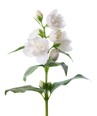 Yasemin çiçeği, beyaz arka planda izole edilmiş. Beyaz Terry Jasmine çiçekleri dalları