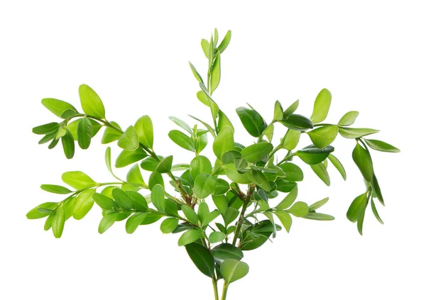 Boxwood Branch Isolated White Background Green Boxwood Sprig Buxus Clipping — Stock Photo, Image