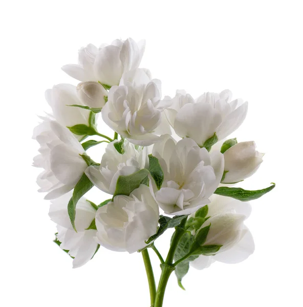 Fleur Jasmin Isolée Sur Fond Blanc Branche Fleurs Jasmin Éponge — Photo