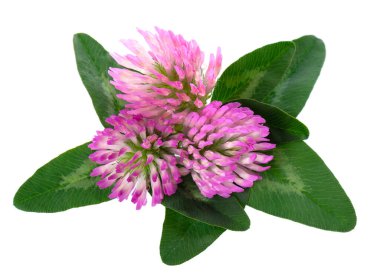 Yeşil yapraklı yonca çiçekleri, beyaz arka planda izole edilmiş. Bir buket kırmızı yonca çiçeği