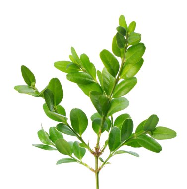 Boxwood şubesi beyaz arka planda izole edilmiş. Yeşil boxwood filizi. Kesme yolu olan buxus
