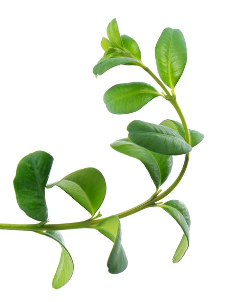 Κλάδος Μπόξγουντ Απομονωμένος Λευκό Φόντο Πράσινο Ξύλινο Κλαδί Buxus Μονοπάτι — Φωτογραφία Αρχείου