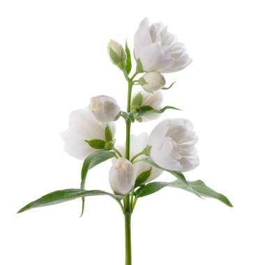 Yasemin çiçeği, beyaz arka planda izole edilmiş. Beyaz Terry Jasmine çiçekleri dalları