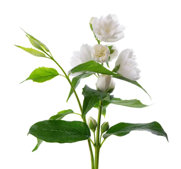Jasmine flower, isolated on white background. Branch of white terry jasmine flowers