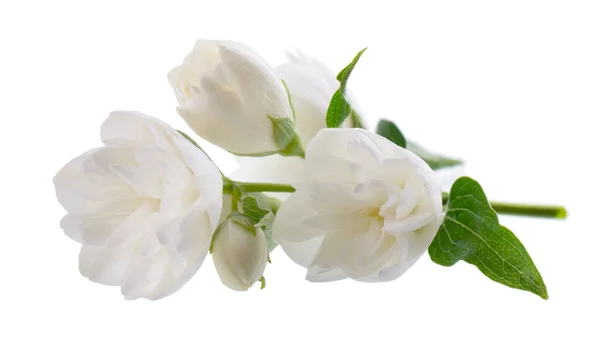 Fleur Jasmin Isolée Sur Fond Blanc Fleurs Jasmin Éponge Blanche — Photo