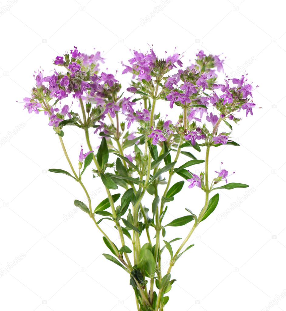 Wild thyme flowers, isolated on white background. Blooming sprigs of thymus serpyllum