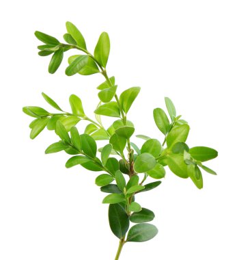 Boxwood şubesi beyaz arka planda izole edilmiş. Yeşil boxwood filizi. Kesme yolu olan buxus