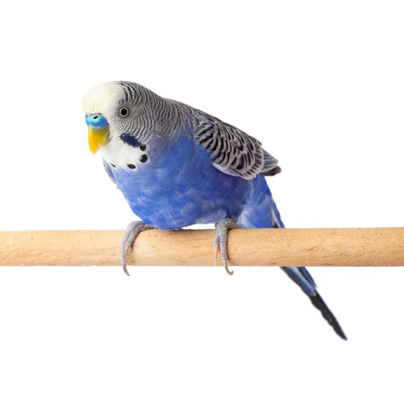 Periquito Azul Aislado Sobre Fondo Blanco Budgerigars Pájaro Loro Ondulado — Foto de Stock