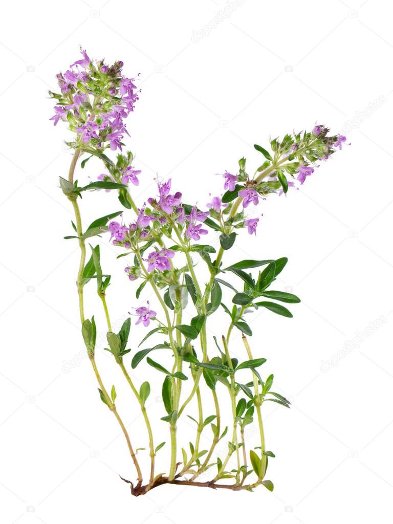 Wild thyme flowers, isolated on white background. Blooming sprigs of thymus serpyllum